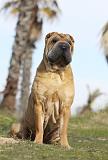 SHAR-PEI 666